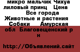 микро мальчик Чихуа лиловый принц › Цена ­ 90 - Все города Животные и растения » Собаки   . Амурская обл.,Благовещенский р-н